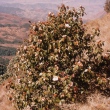 Camellia tenuivalis
